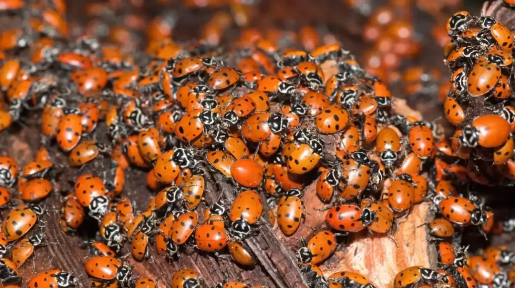 Why So Many Ladybirds? Causes and Solutions for Ladybird Swarms and Infestations
