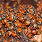 Why So Many Ladybirds? Causes and Solutions for Ladybird Swarms and Infestations