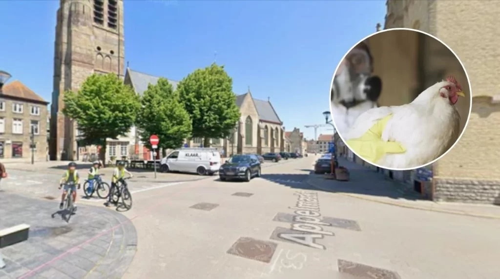 Bird flu again confirmed at Veurne poultry farm