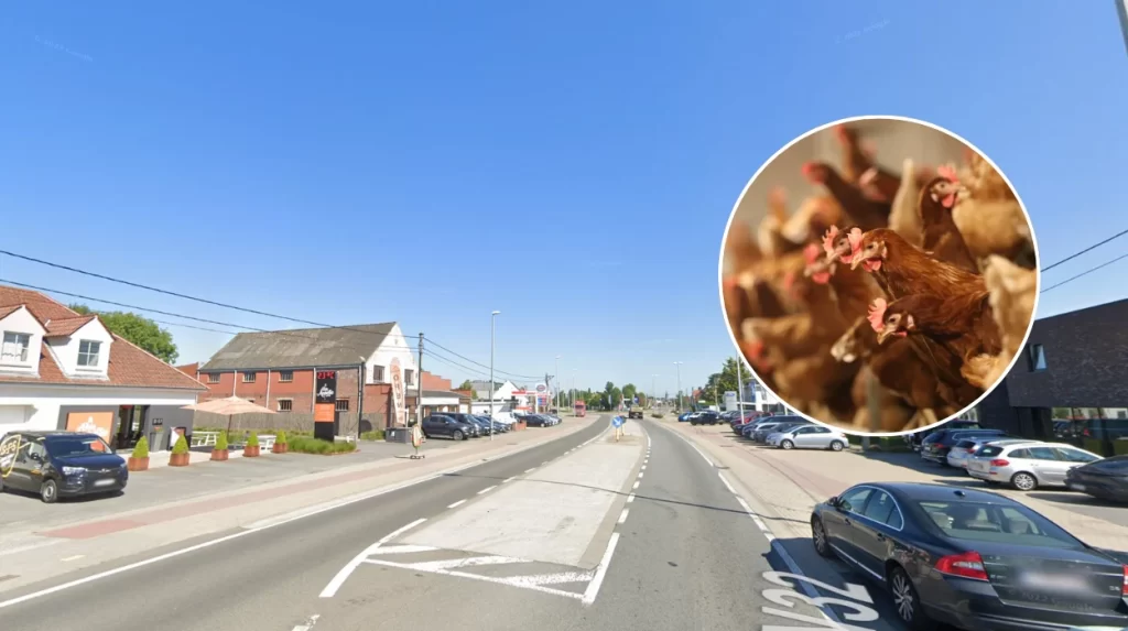 Bird flu outbreak affects poultry farms in West Flanders