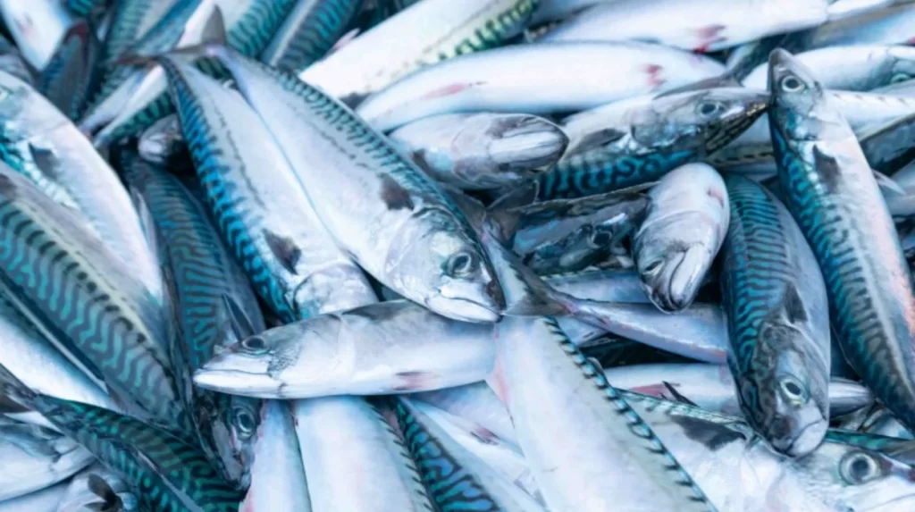 EU Flags Overfishing Risk as Commission Talks Collapse