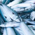 EU Flags Overfishing Risk as Commission Talks Collapse