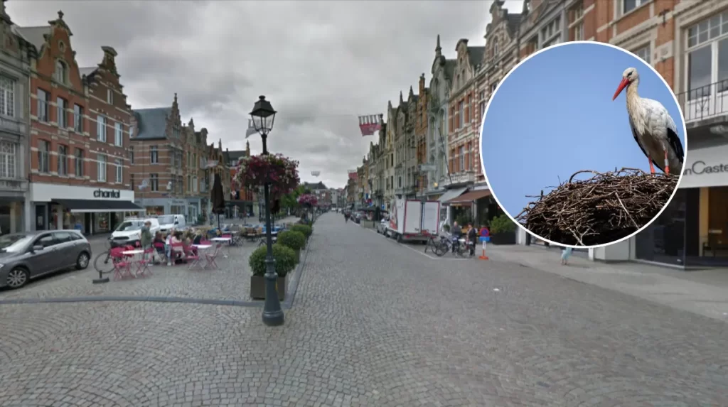 First storks arrive at Planckendael Zoo signalling spring