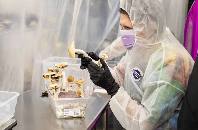 Bold NHS Magic Mushrooms Depression Debate