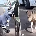 Toddler chased by coyote in Pasadena frontyard caught on surveillance video