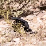 Nancy Guthrie gloves found near Tucson home tested for DNA evidence