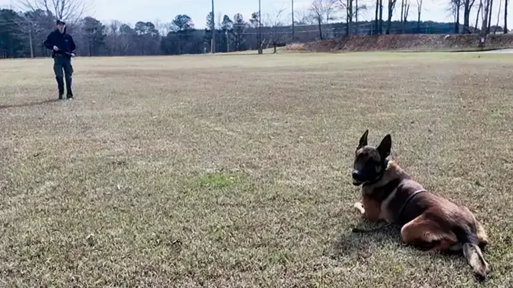 K9 struck by car still helps catch bank robbery suspect in Georgia