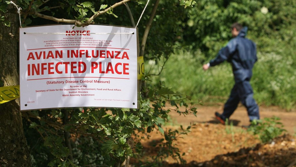 Truck carrying dead bird flu ducks crashes in Indiana, sparks hazmat response