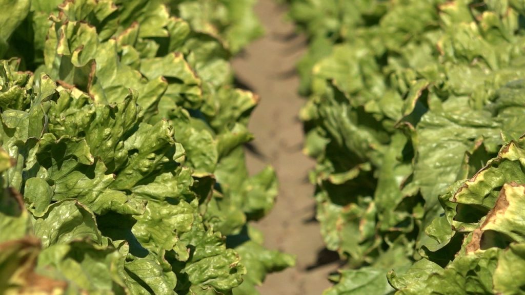 Colorado River plans to be managed by government after negotiations stall