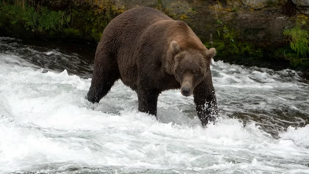 2 Army soldiers injured in brown bear attack during Alaska training