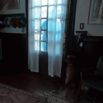 Artemis II astronaut Christina Koch reunites with dog after moon mission