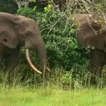 California vineyard tycoon killed by elephants while hunting in Gabon