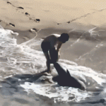 Video shows young fisherman wrestle shark in pounding surf