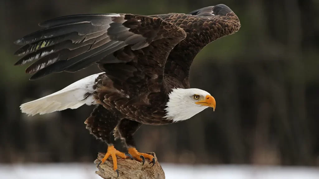 5 bald eagles found dead in Michigan under suspicious circumstances