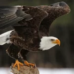 5 bald eagles found dead in Michigan under suspicious circumstances