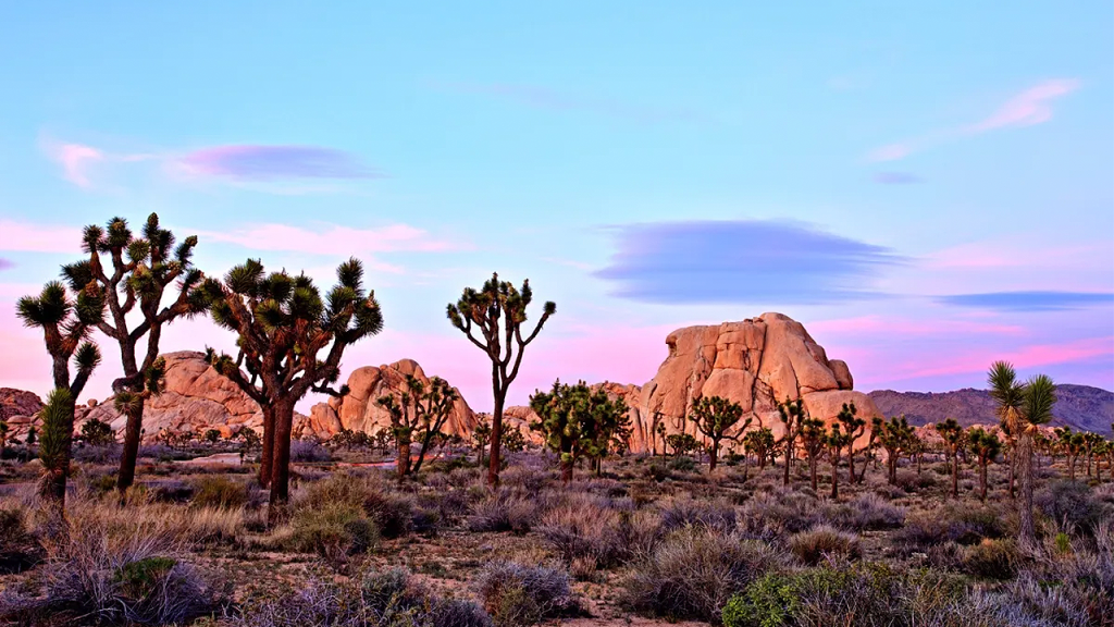 Hiker finds human skull in Twentynine Palms desert; homicide probe launched