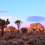 Hiker finds human skull in Twentynine Palms desert; homicide probe launched