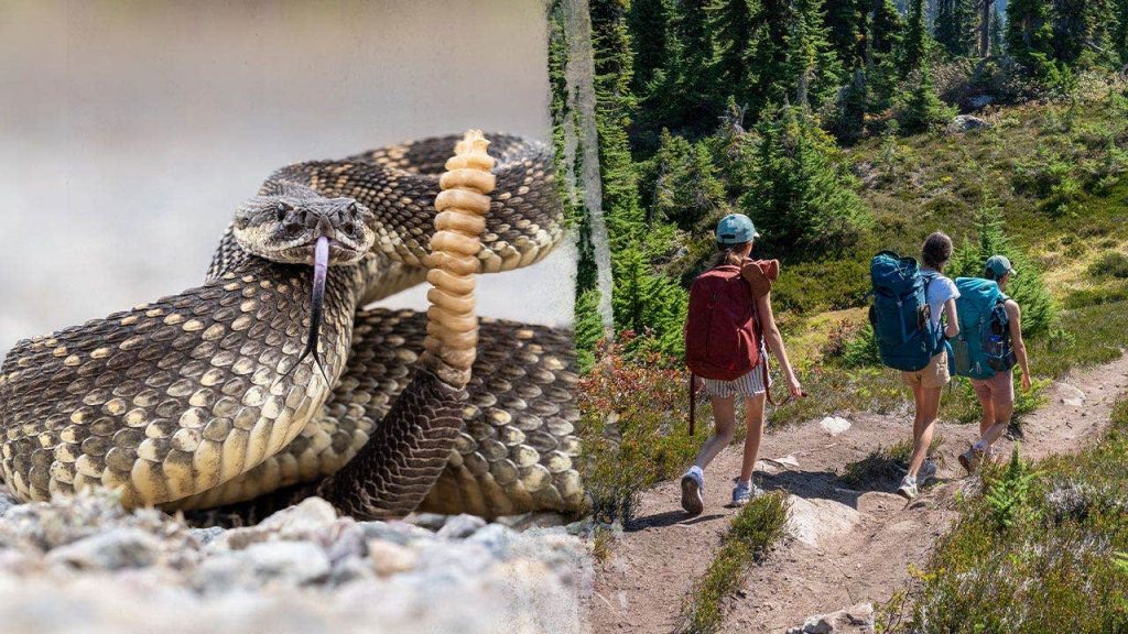 Hiker airlifted after rattlesnake bite on Simi Valley’s Long Canyon Trail