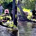 Beaver tests positive for rabies after attacking child at NJ lake