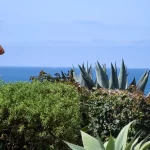 Body of California 5-year-old found after being ‘swept into the ocean’