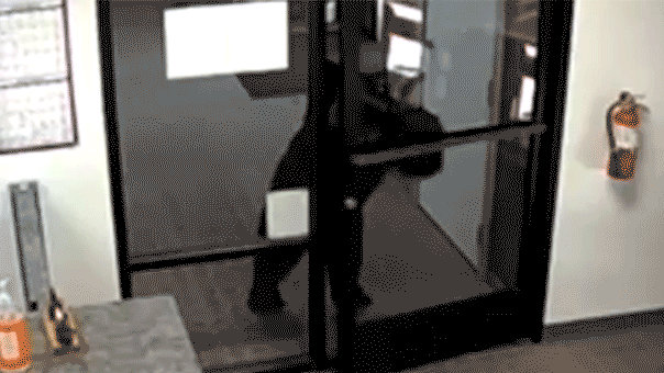 Black bear caught on video opening door, entering county office in California