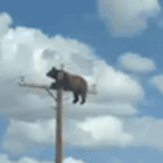 New Mexico bear climbs utility pole, dies in viral video incident