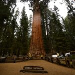 Nevada man dies on General Sherman Tree Trail in Sequoia National Park