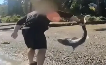 Northwest man charged for allegedly ‘wrestling’ sharks in Puget Sound: police